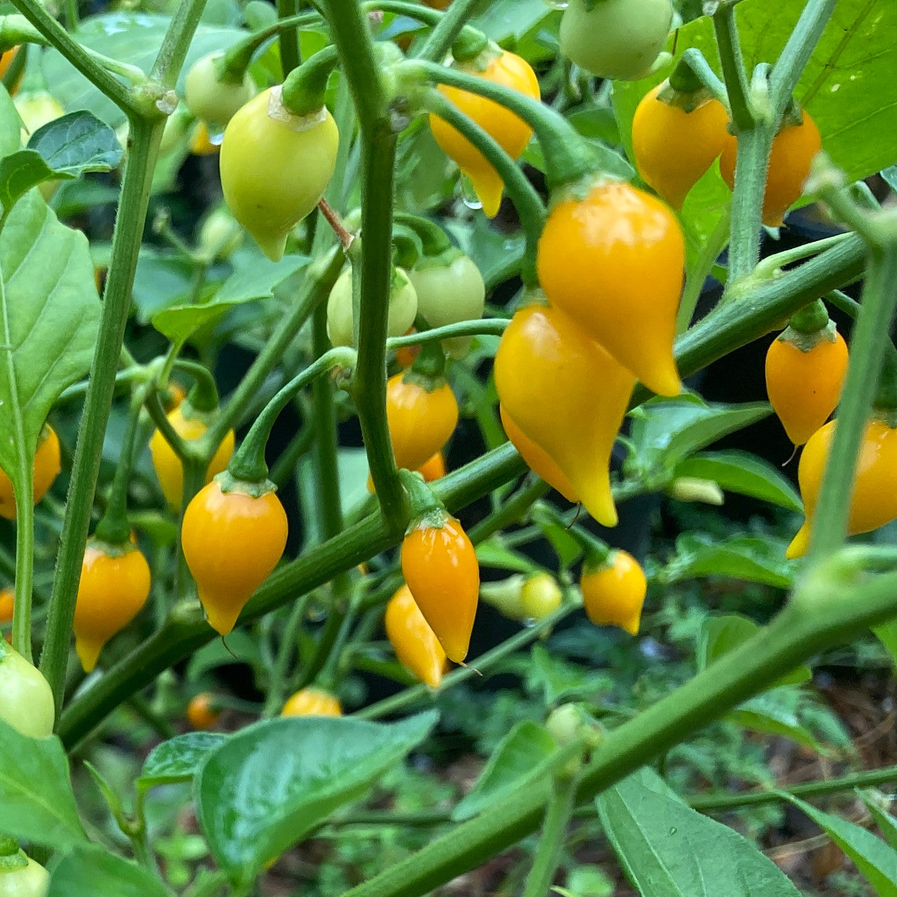 Biquinho Yellow Pepper on the plant