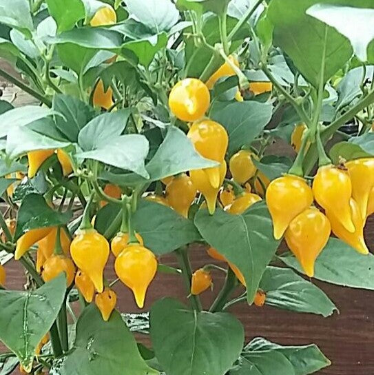Biquinho Yellow Pepper on the plant