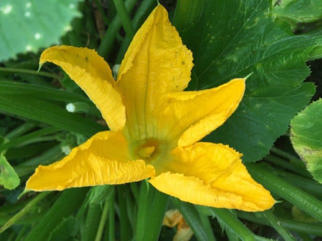 Black Beauty Squash growing on the vine