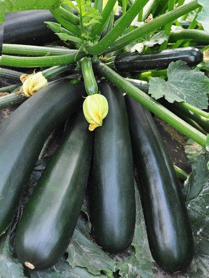 Black Beauty Squash growing on the vine