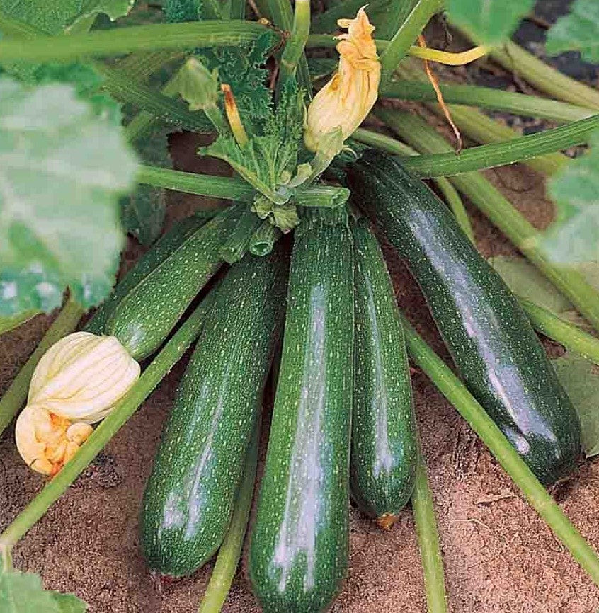 Black Beauty Squash growing on the vine
