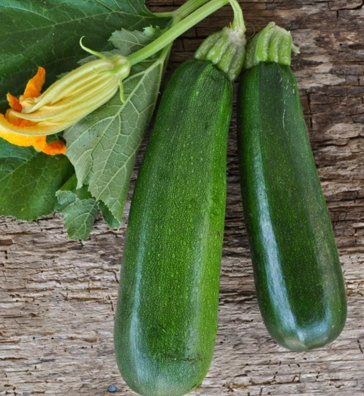 Black Beauty Squash growing on the vine