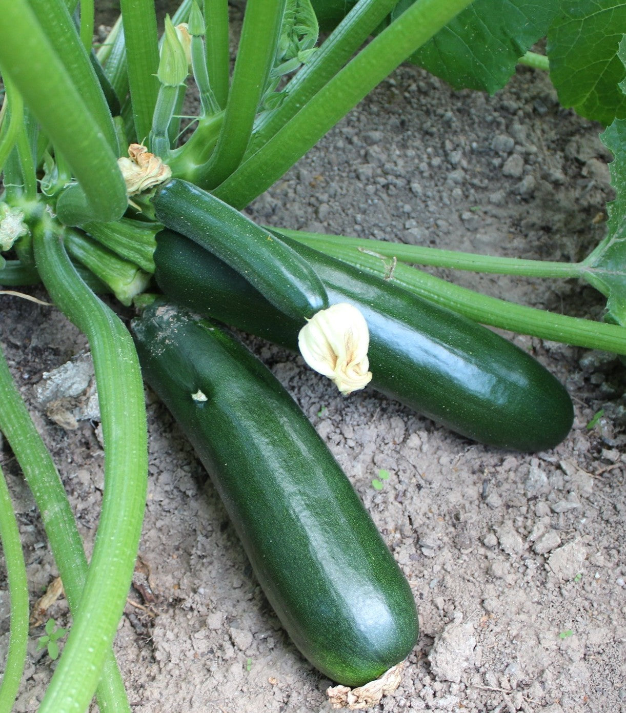 Black Beauty Squash growing on the vine