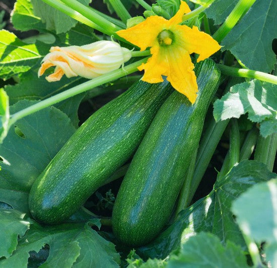 Black Beauty Squash growing on the vine