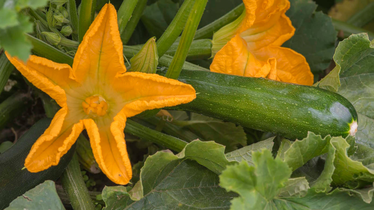 Black Beauty Squash growing on the vine