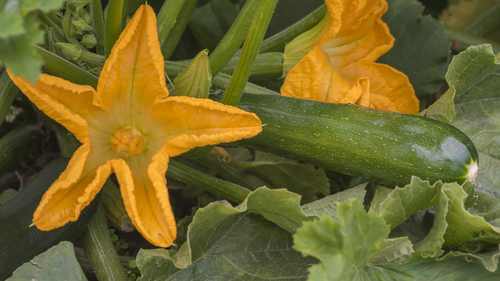 Black Beauty Squash growing on the vine