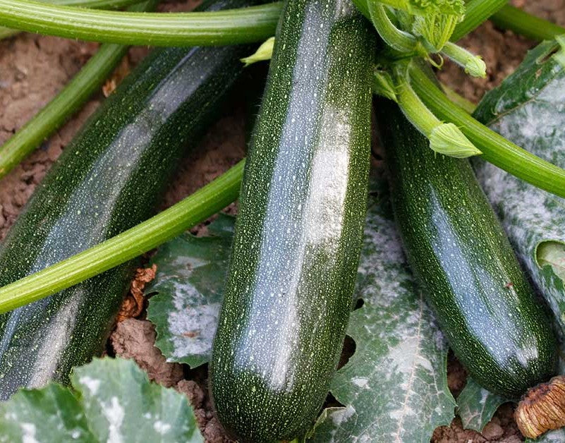 Black Beauty Squash growing on the vine
