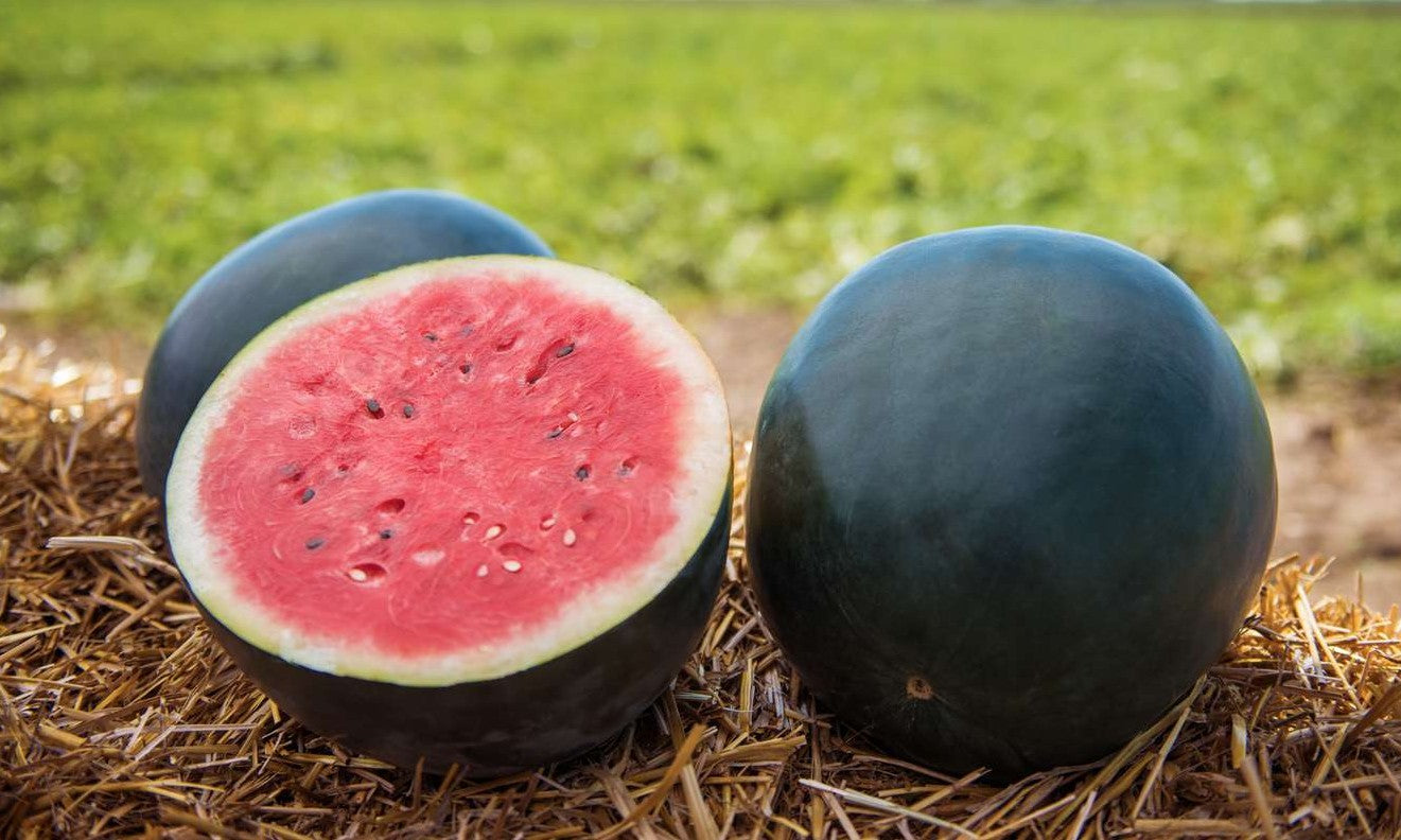 Black Diamond Watermelon growing on the vine