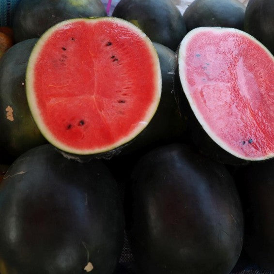 Black Diamond Watermelon growing on the vine