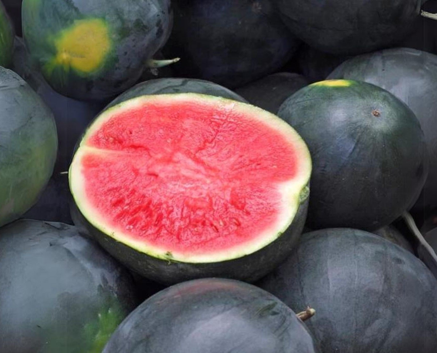 Black Diamond Watermelon growing on the vine