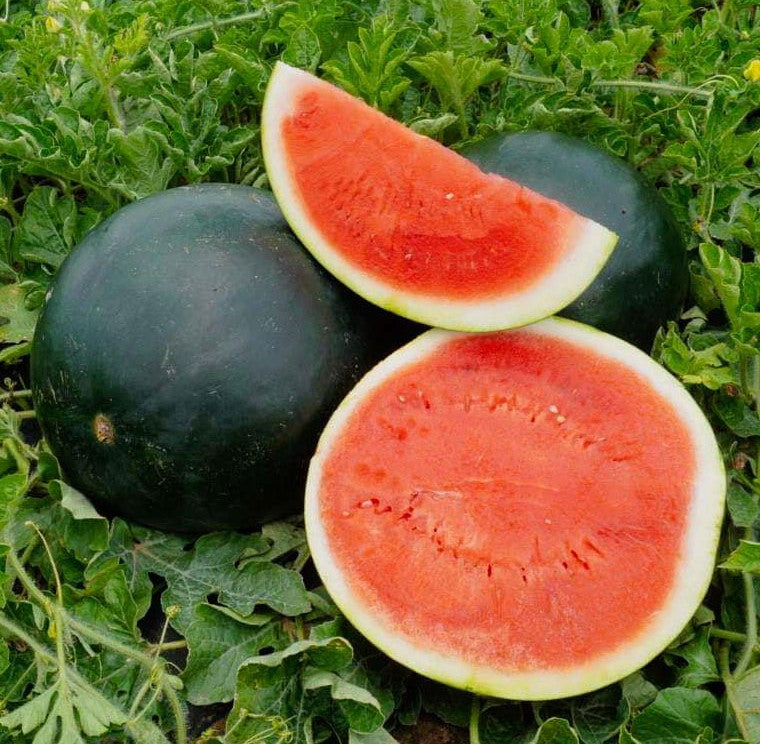 Black Diamond Watermelon growing on the vine