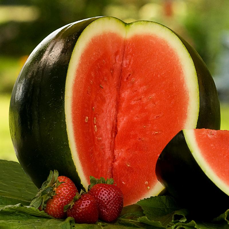 Black Diamond Watermelon growing on the vine