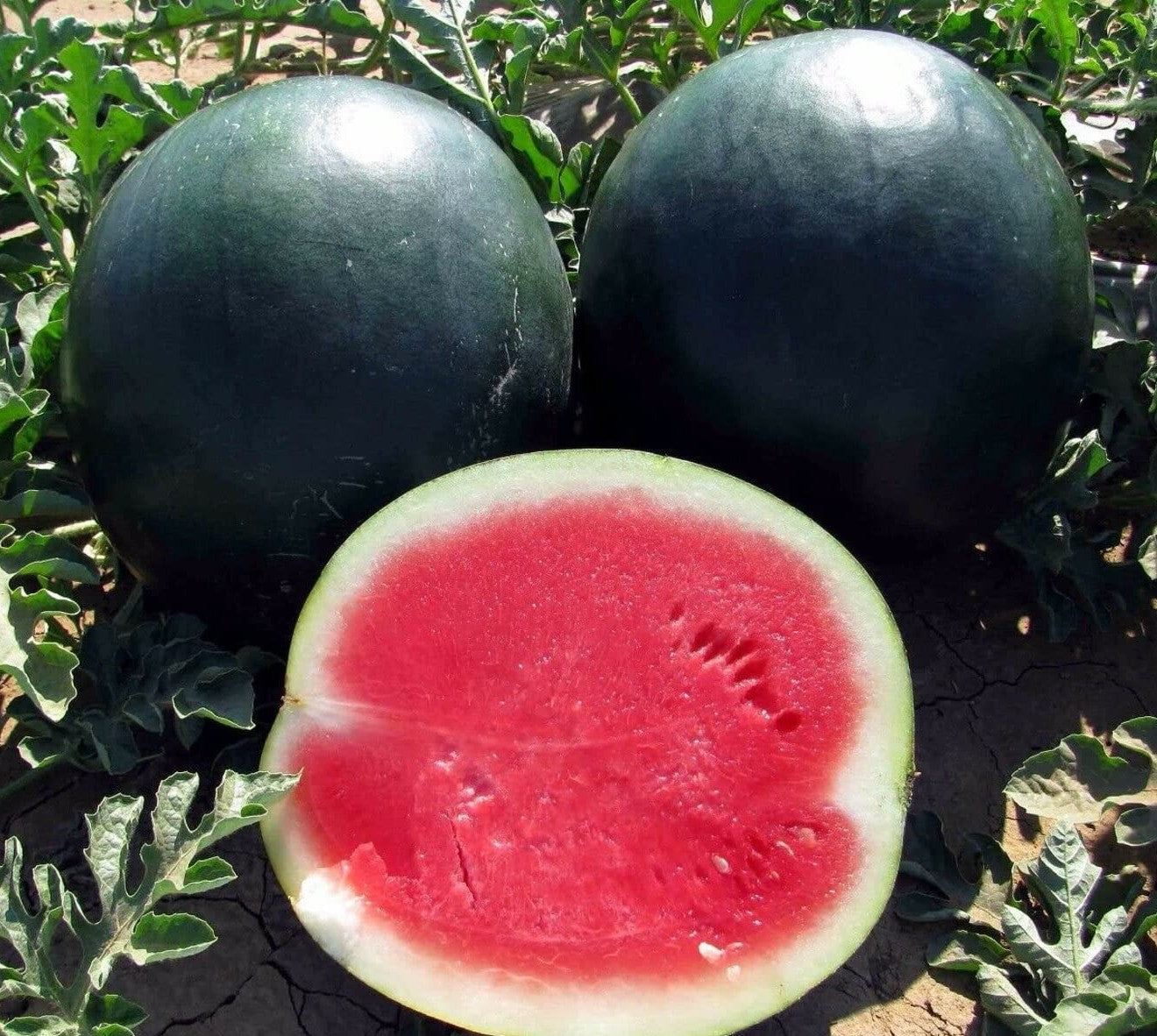 Black Diamond Watermelon growing on the vine