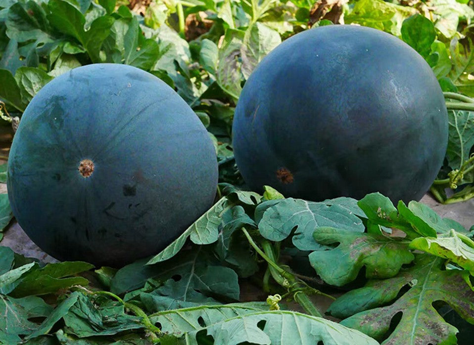 Black Diamond Watermelon growing on the vine