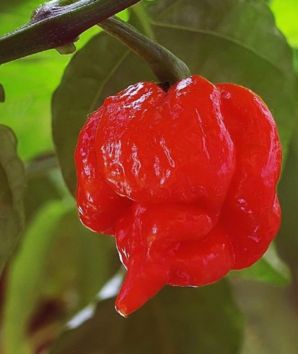 Scorpion Butch T Pepper on the plant
