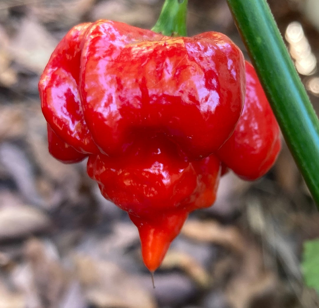 Scorpion Butch T Pepper on the plant
