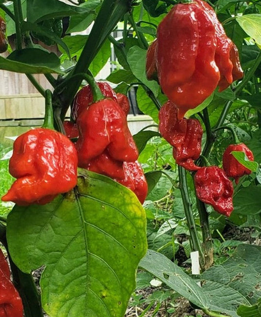 20 - Heirloom Harvest of Select Super-Hot Scorpion Butch T Pepper Seeds
