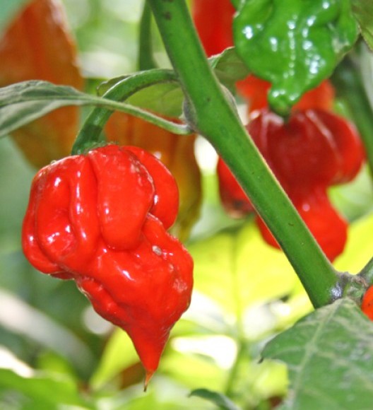 Scorpion Butch T Pepper on the plant
