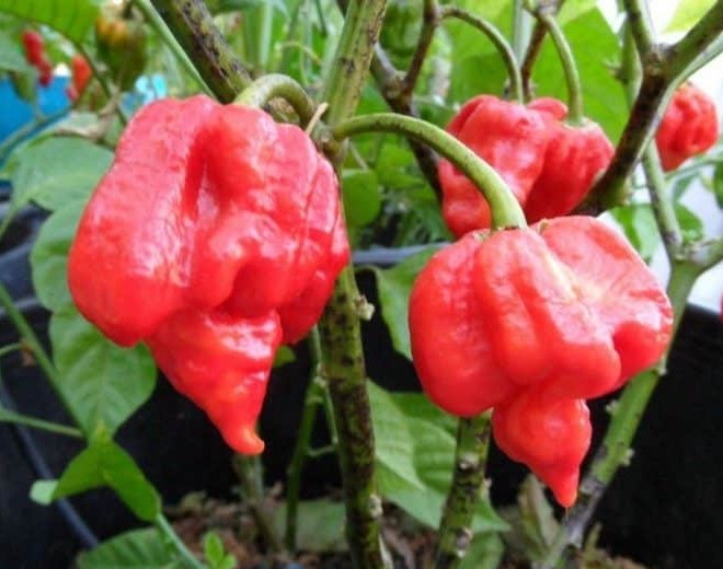 Scorpion Butch T Pepper on the plant