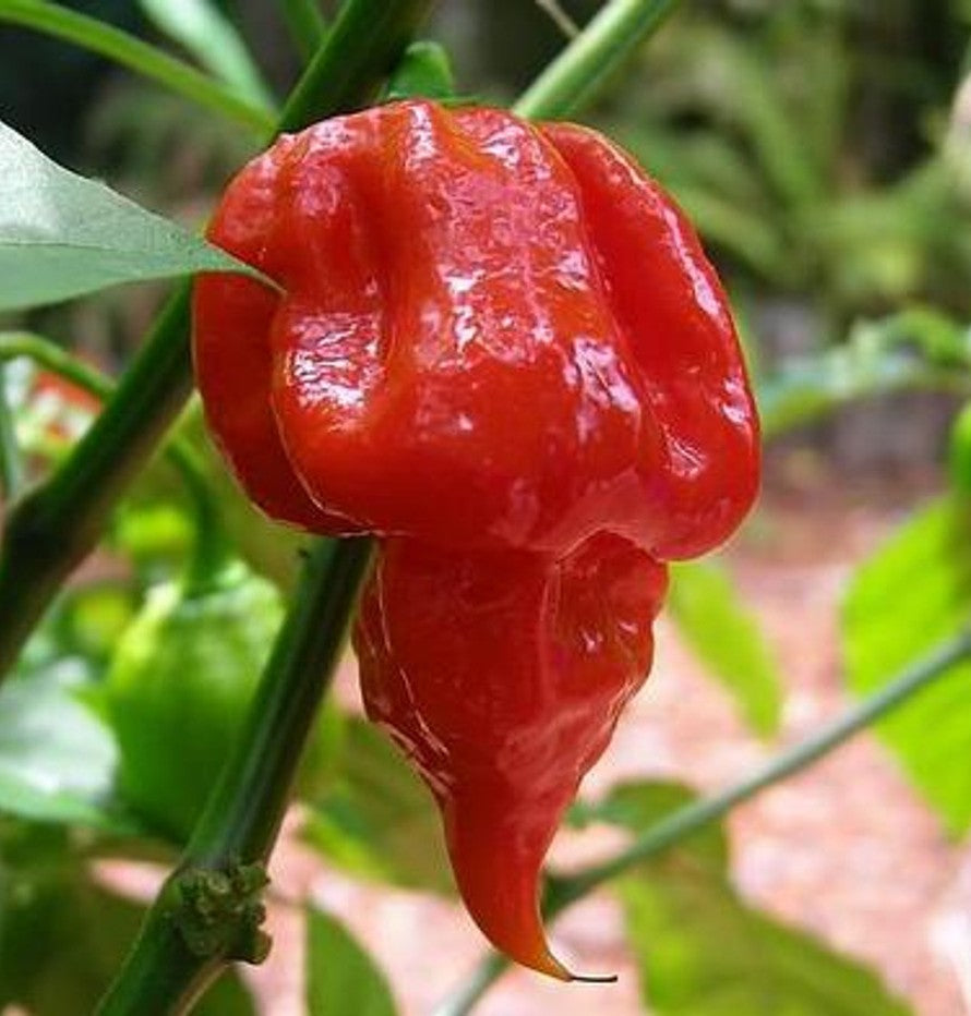 Scorpion Butch T Pepper on the plant