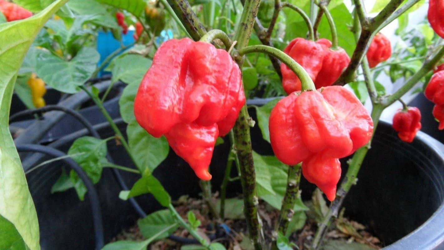 Scorpion Butch T Pepper on the plant