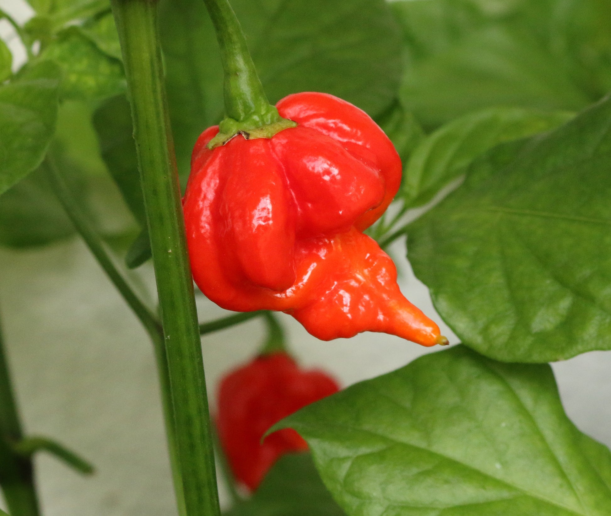 Scorpion Butch T Pepper on the plant