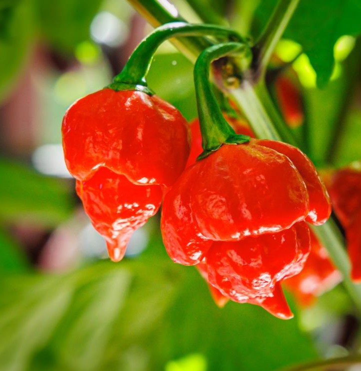 Scorpion Butch T Pepper on the plant