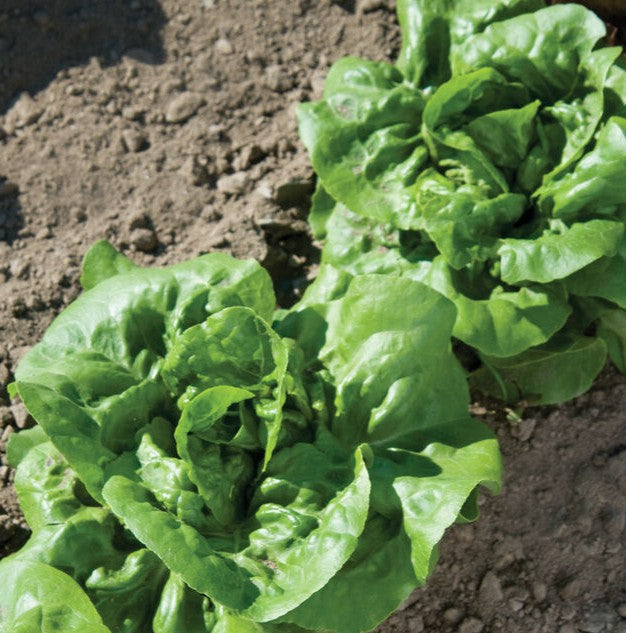 Buttercrunch Butterhead heirloom lettuce  on the plant