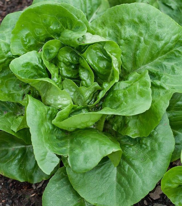 Buttercrunch Butterhead heirloom lettuce  on the plant