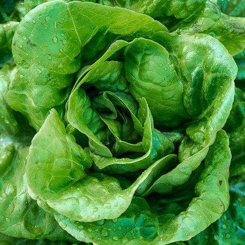 Buttercrunch Butterhead heirloom lettuce  on the plant