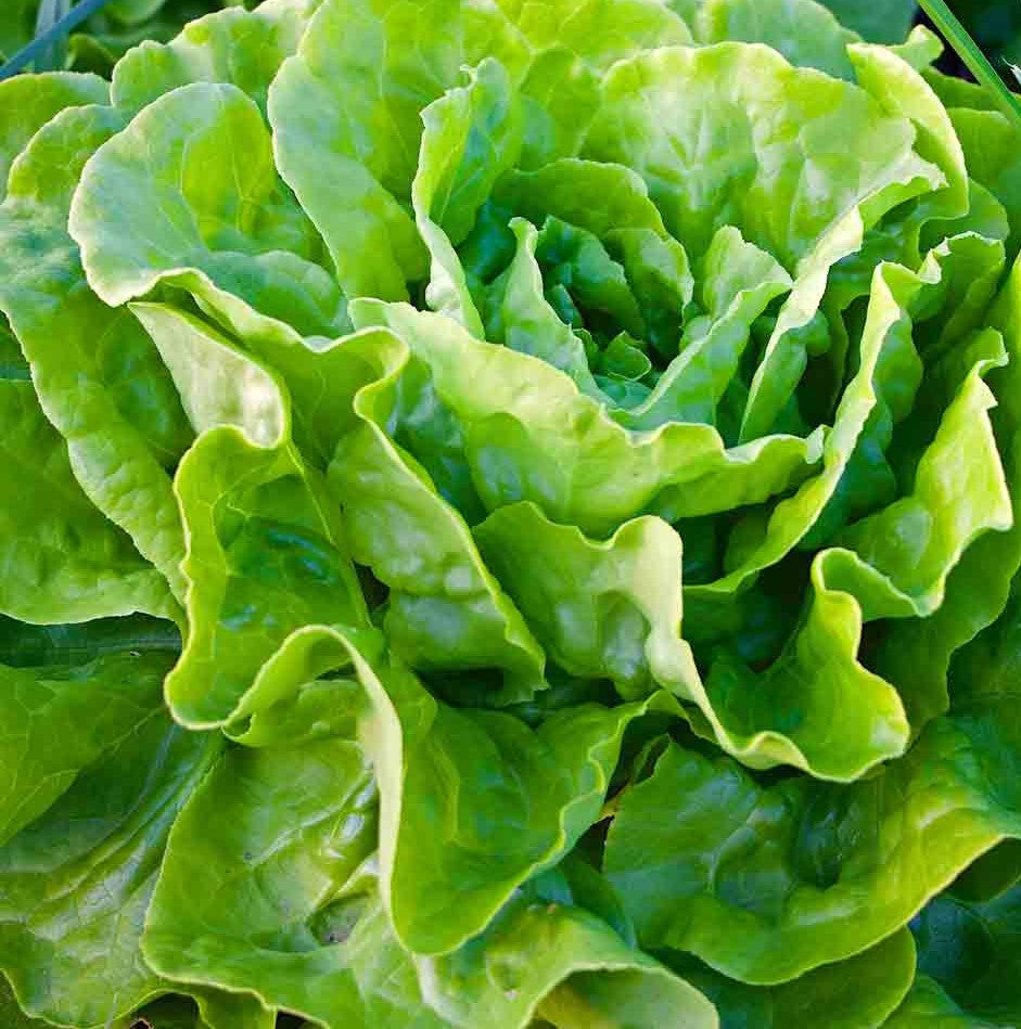 Buttercrunch Butterhead heirloom lettuce  on the plant