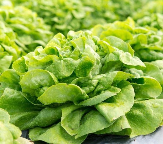 Buttercrunch Butterhead heirloom lettuce  on the plant