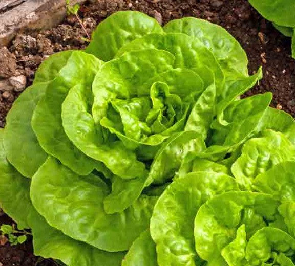 Buttercrunch Butterhead heirloom lettuce  on the plant