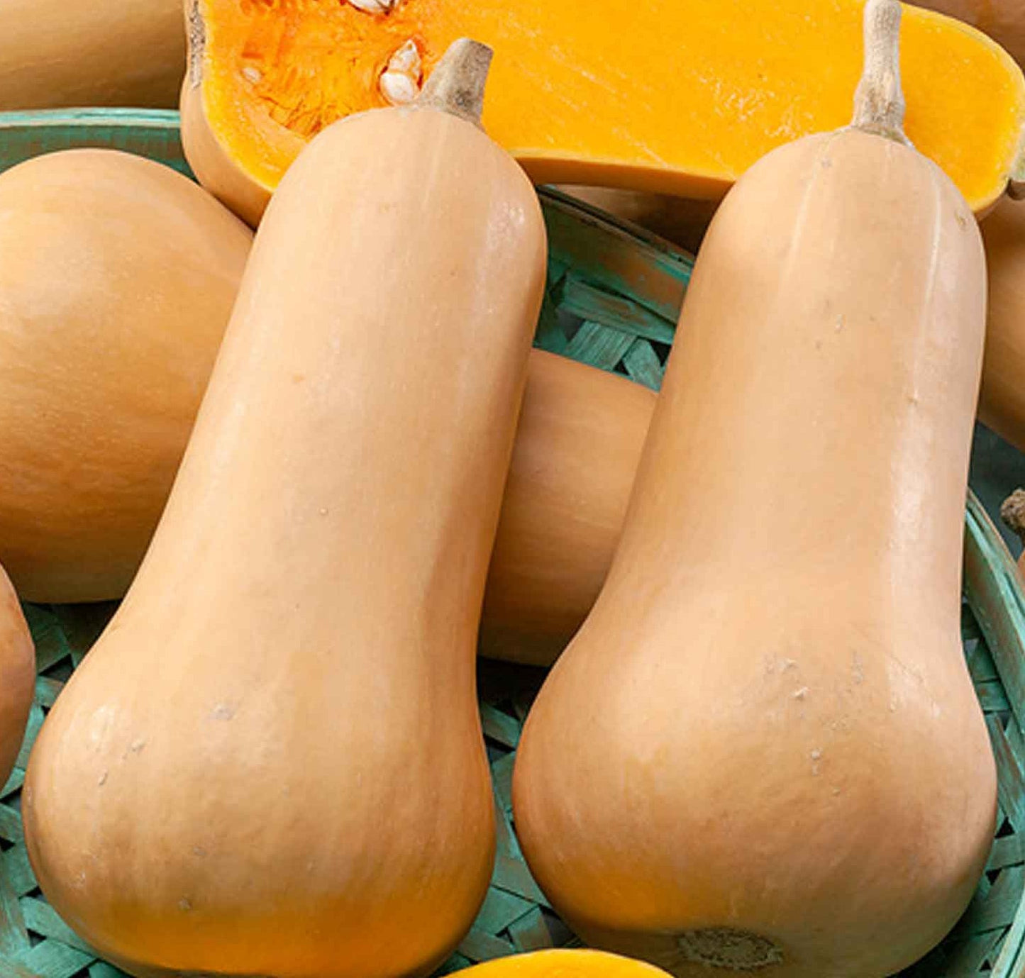 Waltham Butternut Squash growing on the vine