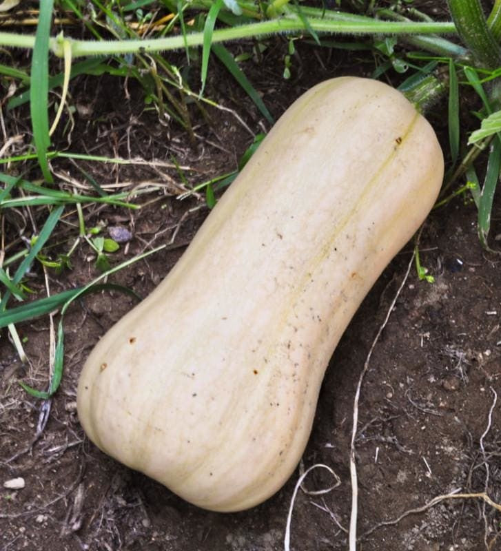 Waltham Butternut Squash growing on the vine