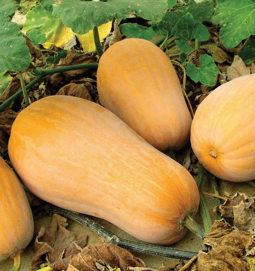 Waltham Butternut Squash growing on the vine