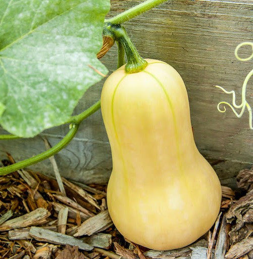 Waltham Butternut Squash growing on the vine