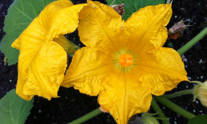 Waltham Butternut Squash growing on the vine