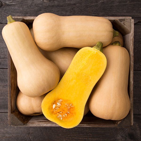 Waltham Butternut Squash growing on the vine