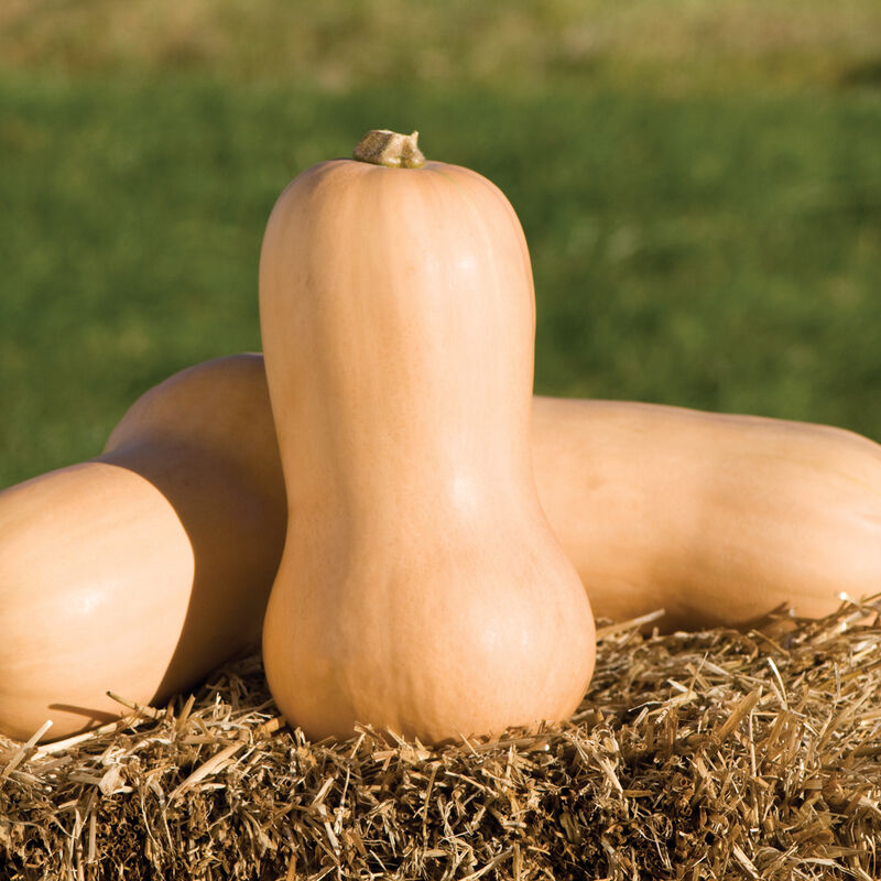 Waltham Butternut Squash growing on the vine