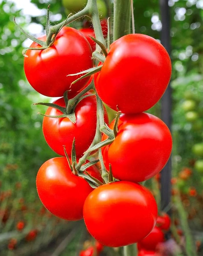 Sweet Campari Tomato on the plant