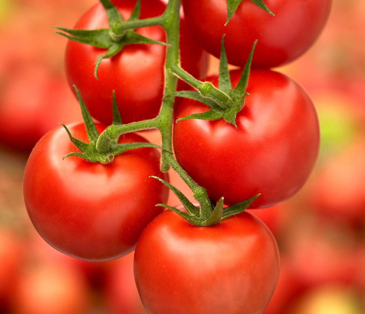 Sweet Campari Tomato on the plant
