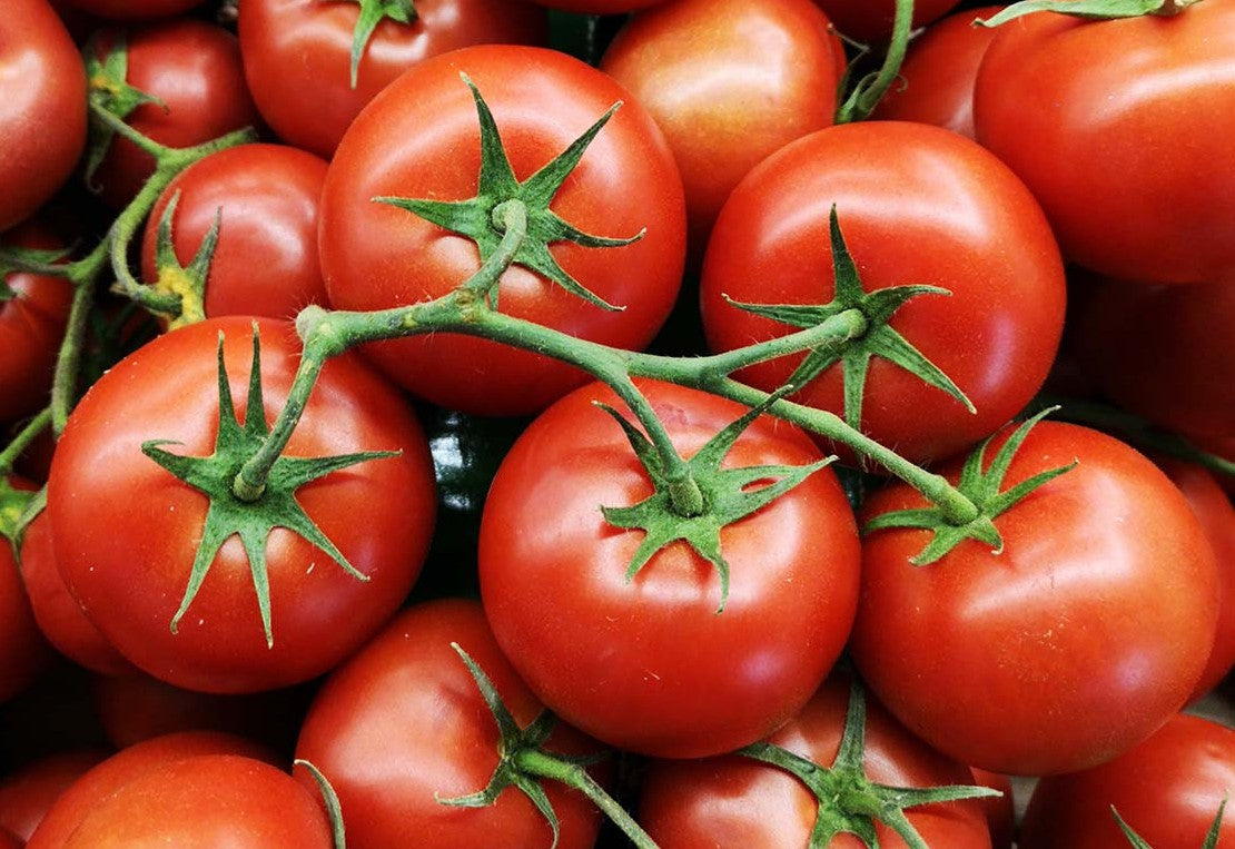 Sweet Campari Tomato on the plant