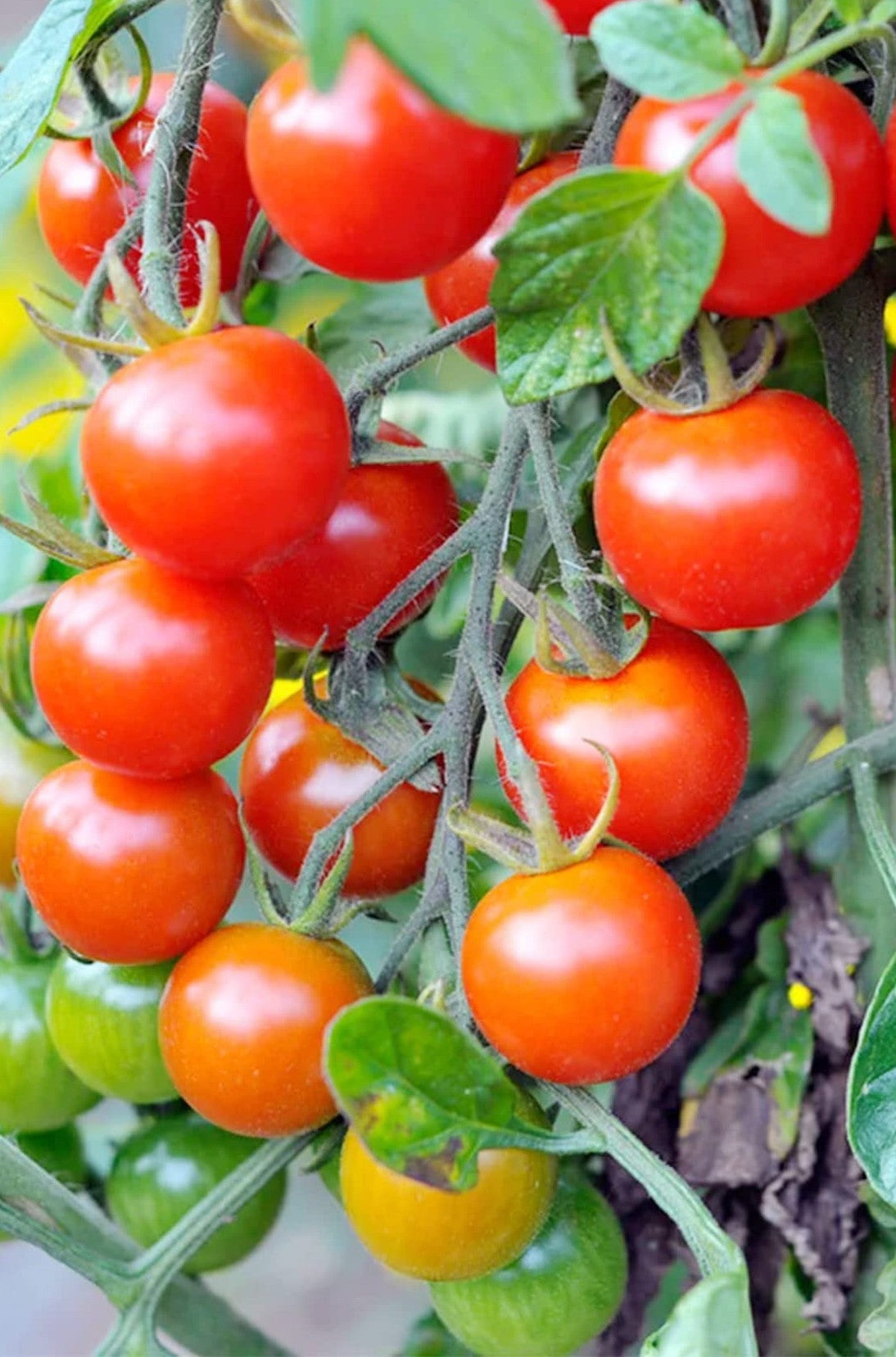 Sweet Campari Tomato on the plant