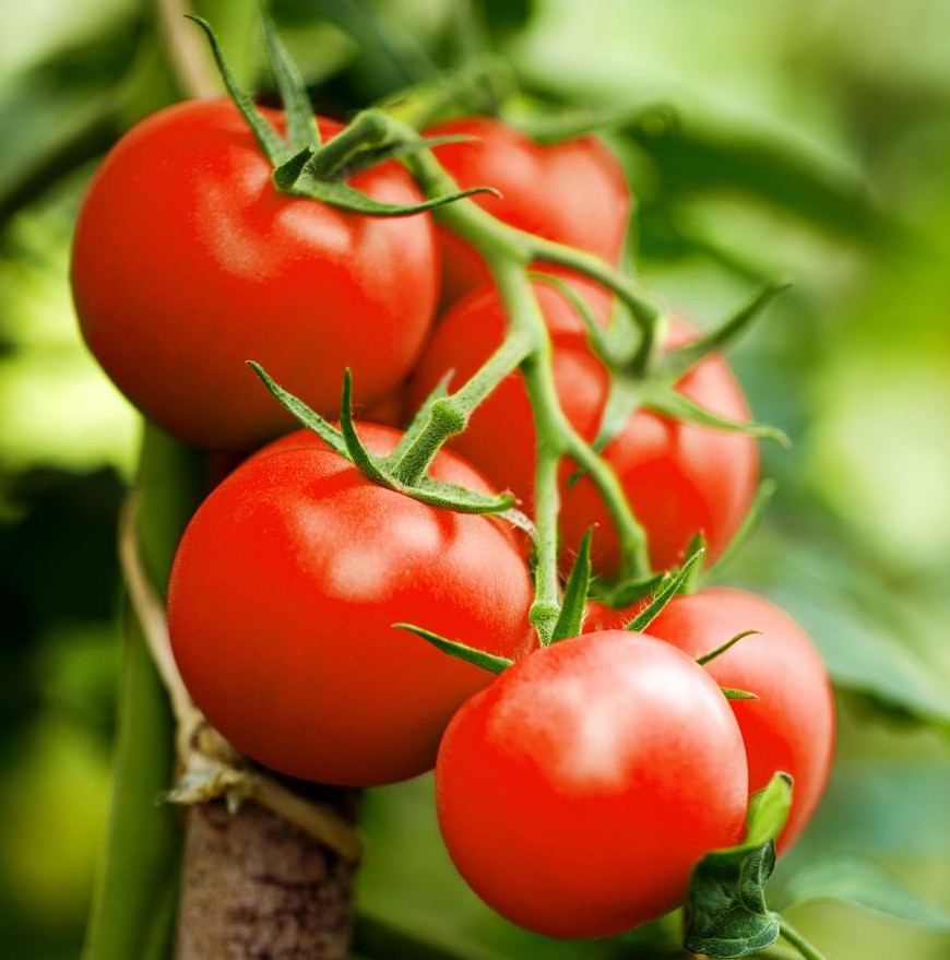Sweet Campari Tomato on the plant