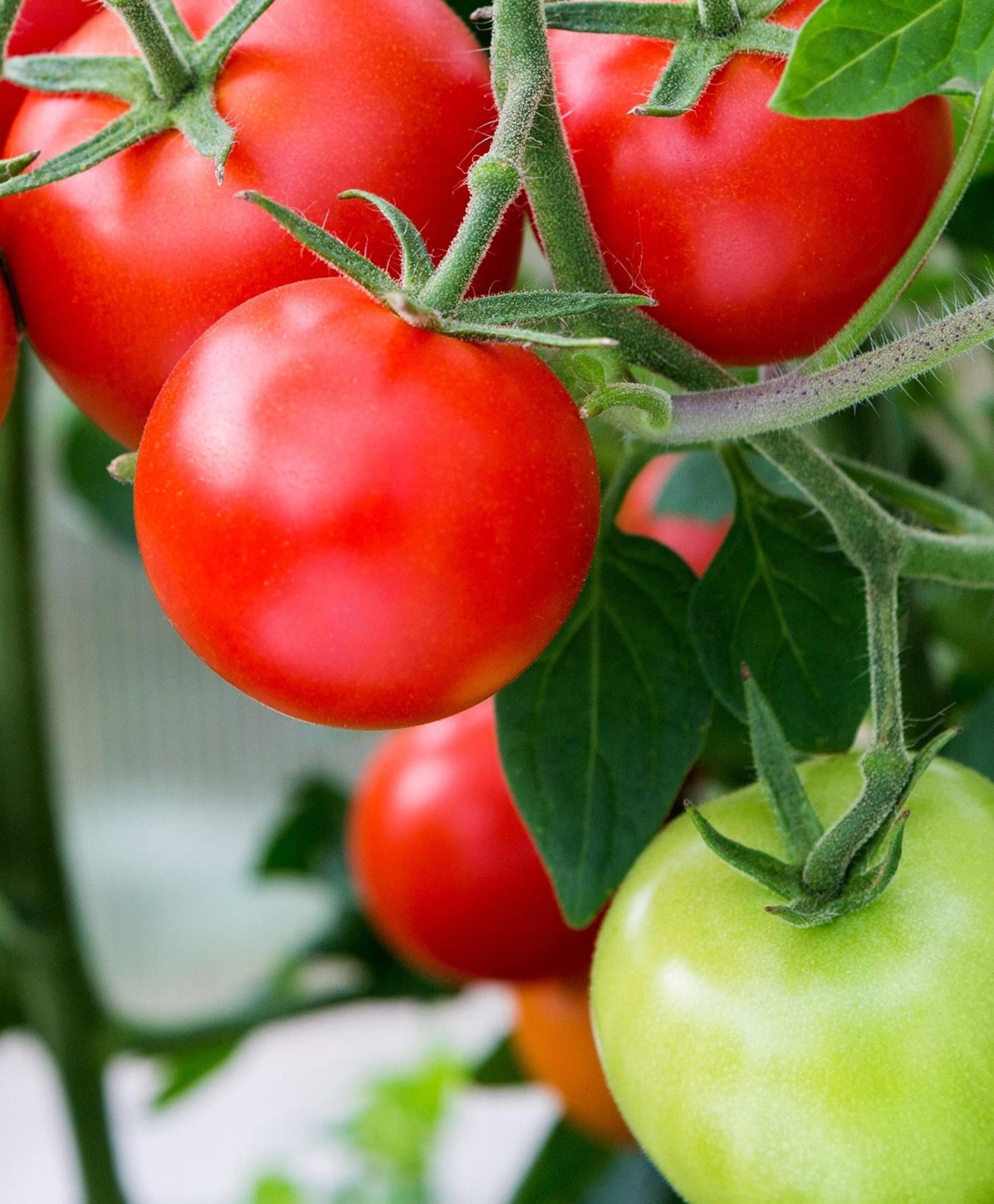 Sweet Campari Tomato on the plant