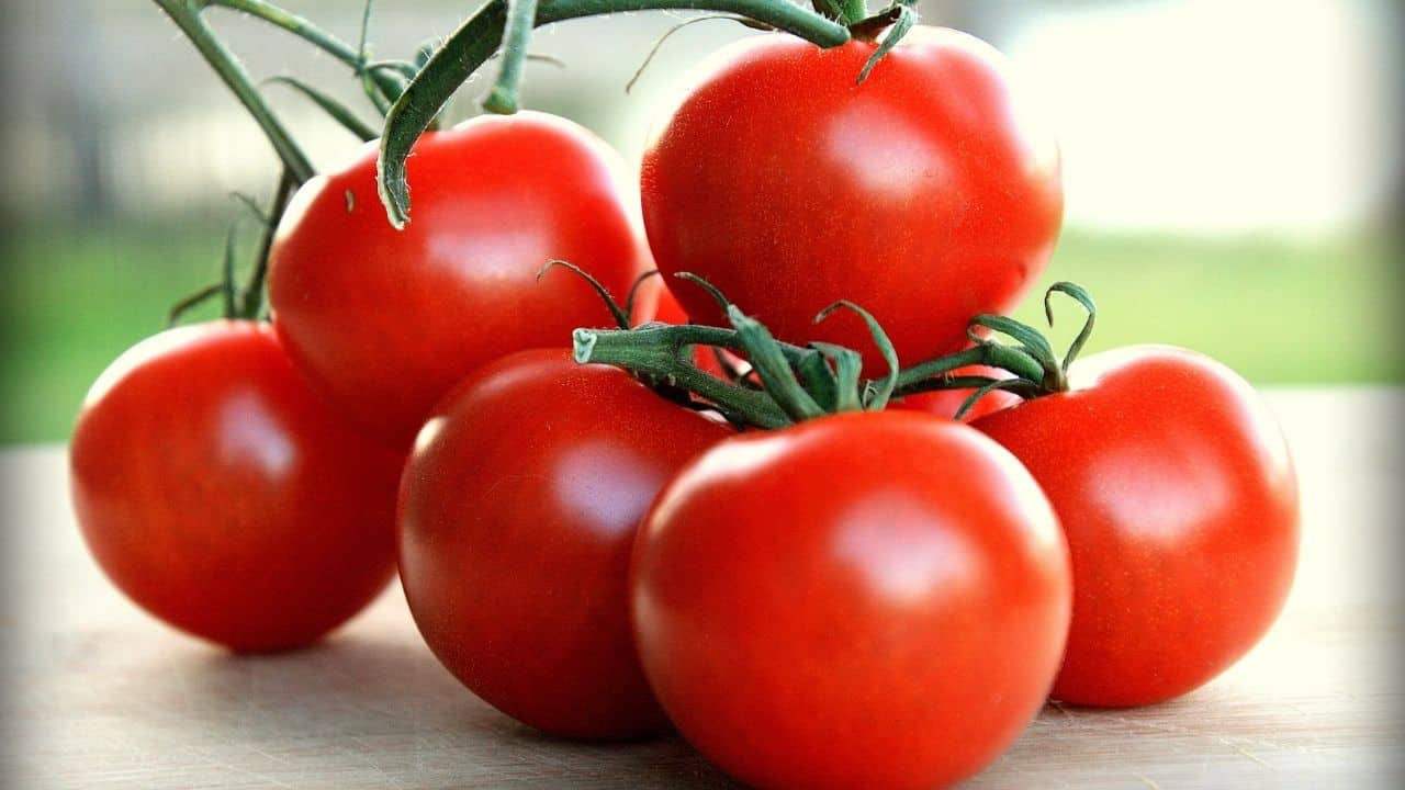 Sweet Campari Tomato on the plant
