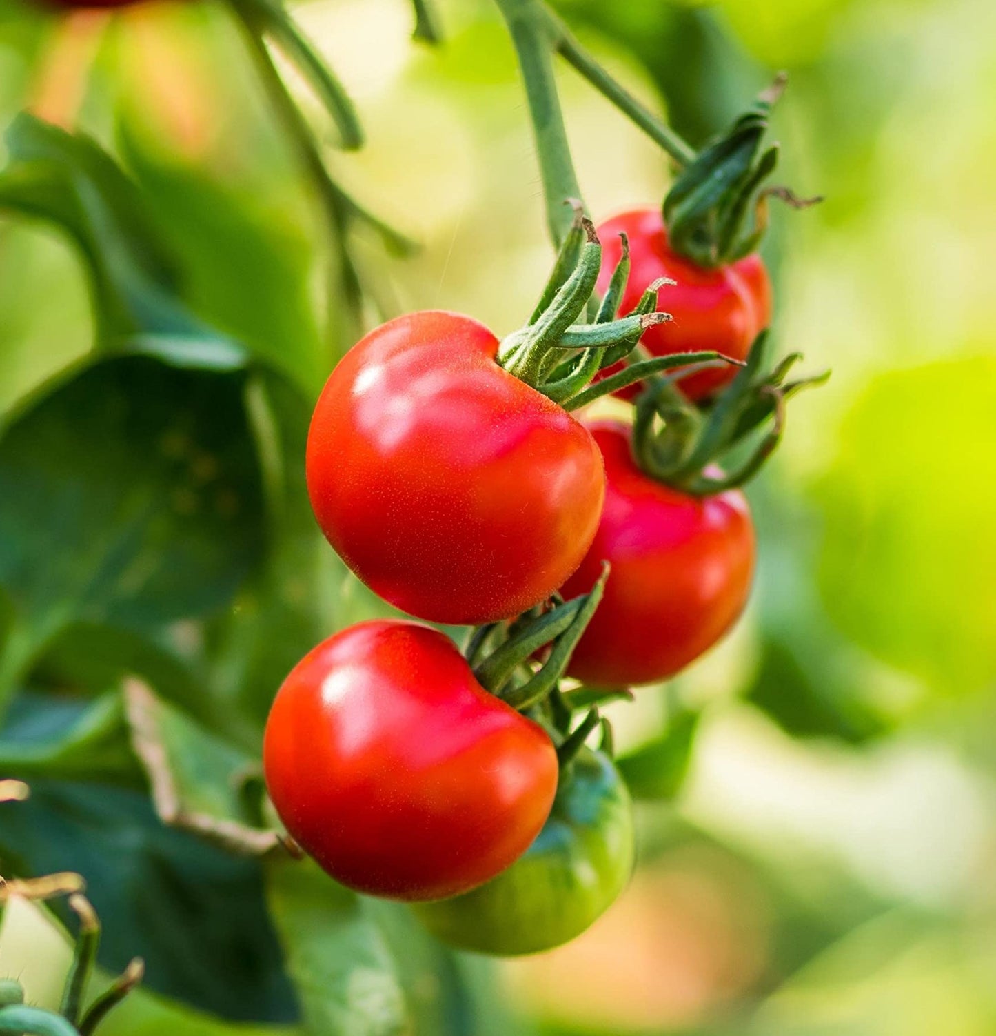 Sweet Campari Tomato on the plant
