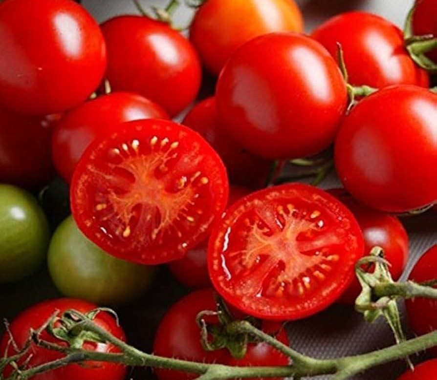 Sweet Campari Tomato on the plant