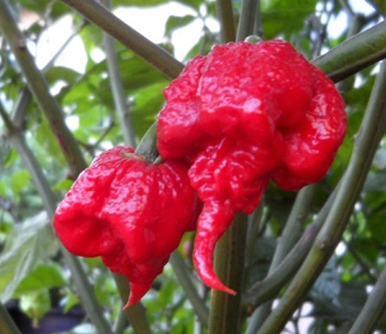 Carolina Reaper Pepper on the plant